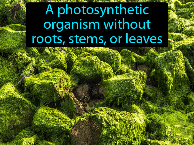 Algae Definition Algae Definition