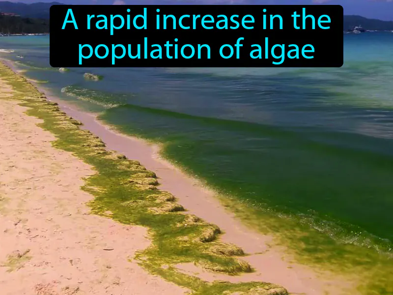 Algal Bloom Definition Algal Bloom Definition