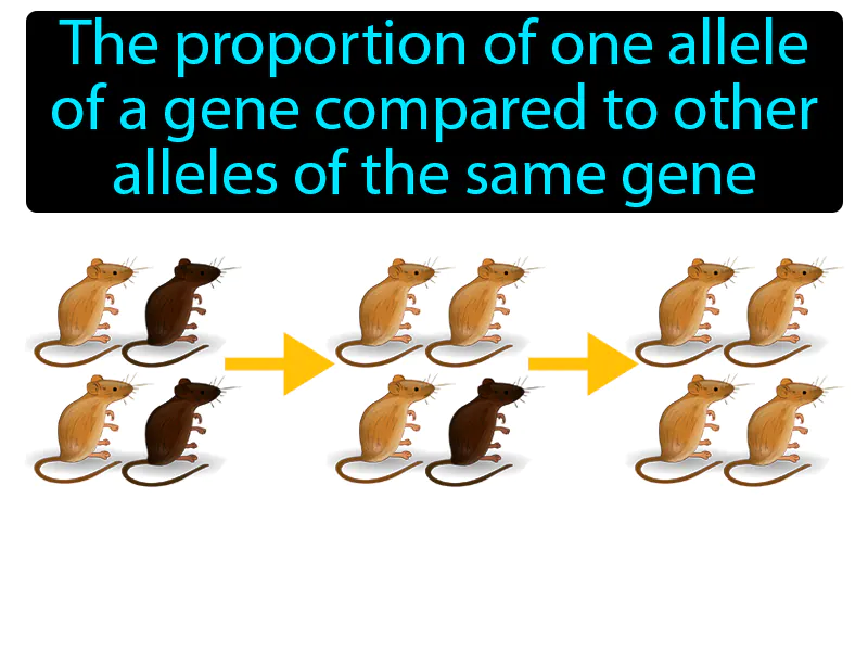Allele Frequency Definition Allele Frequency Definition