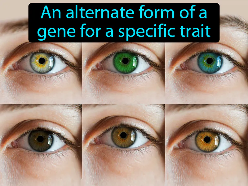 Allele Definition Allele Definition