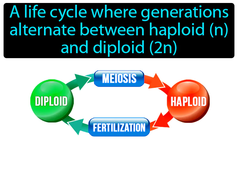 Alternation Of Generation Definition Alternation Of Generation Definition