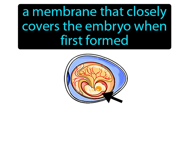 Amnion Definition Amnion Definition