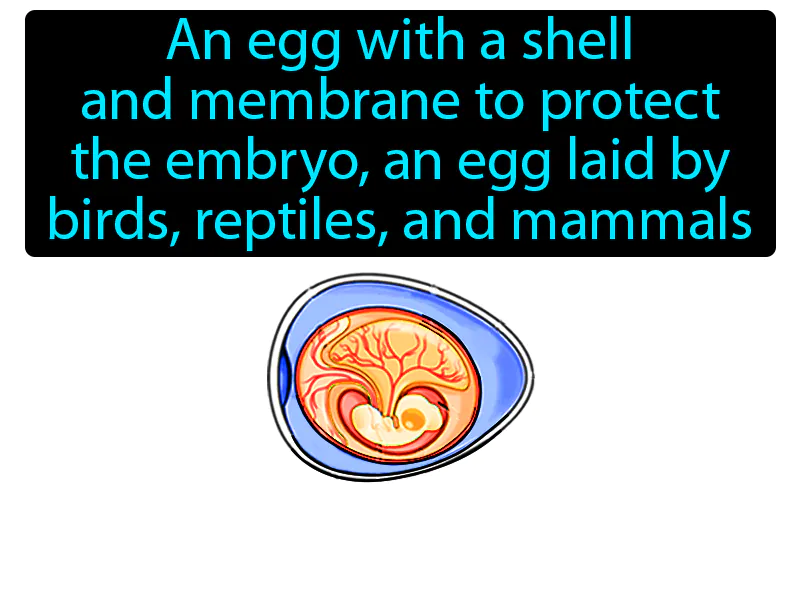 Amniotic Egg Definition Amniotic Egg Definition