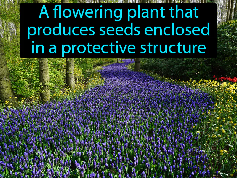 Angiosperm Definition Angiosperm Definition