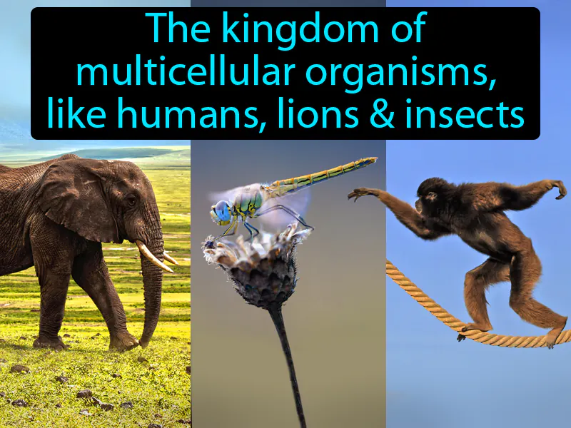 Animalia Definition Animalia Definition