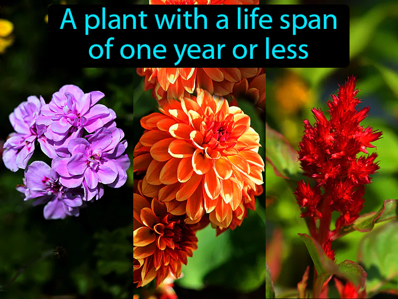 Annual Definition Annual Definition