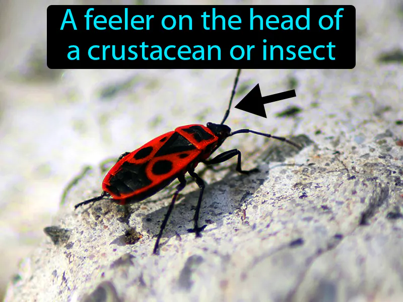 Antenna Definition Antenna Definition