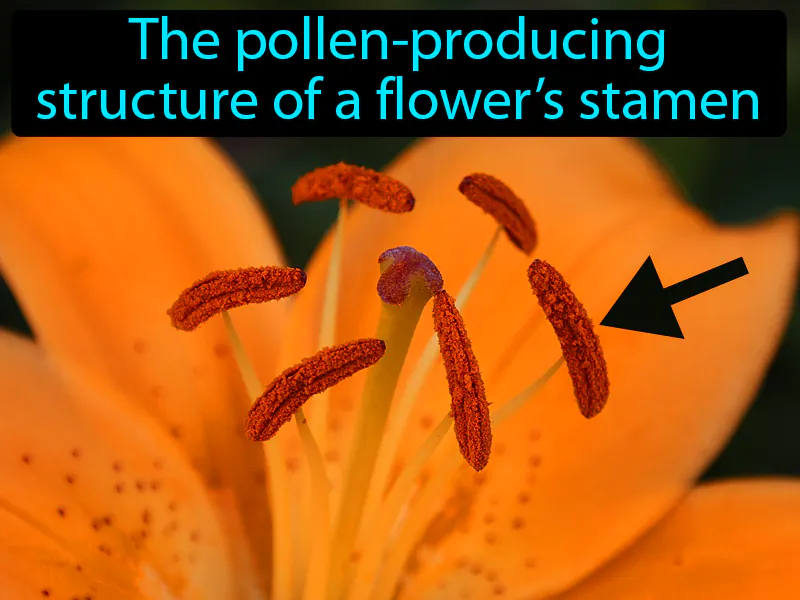 Anther Definition Anther Definition