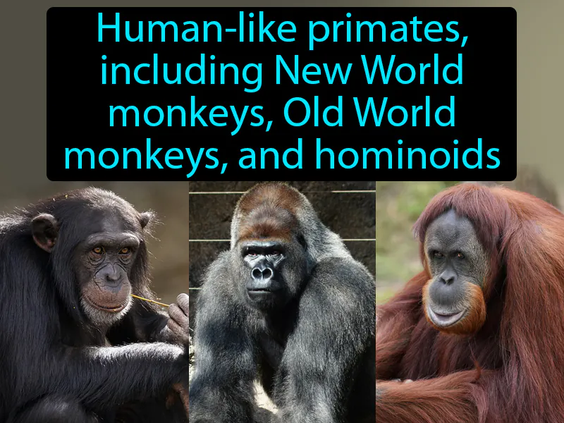 Anthropoid Definition Anthropoid Definition