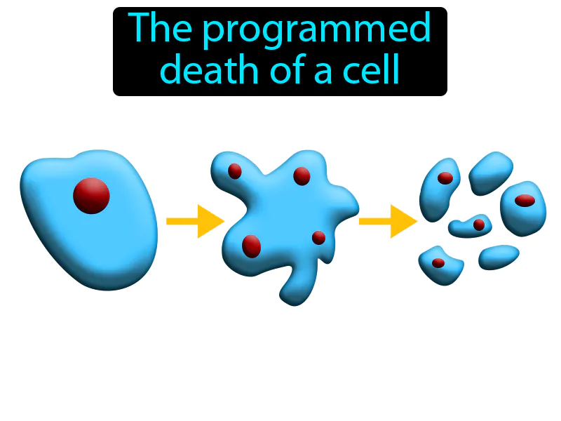 Apoptosis Definition