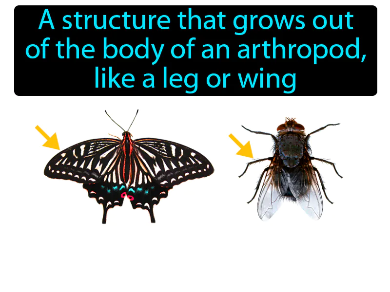 Appendage Definition Appendage Definition