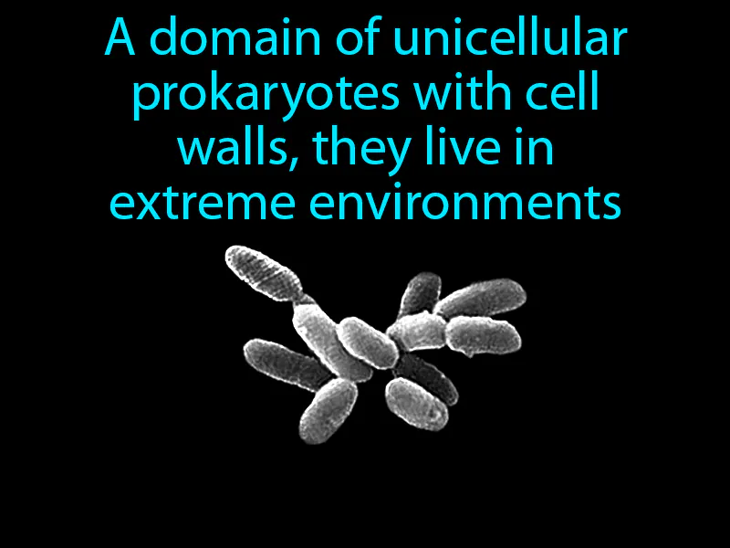 Archaea Definition Archaea Definition