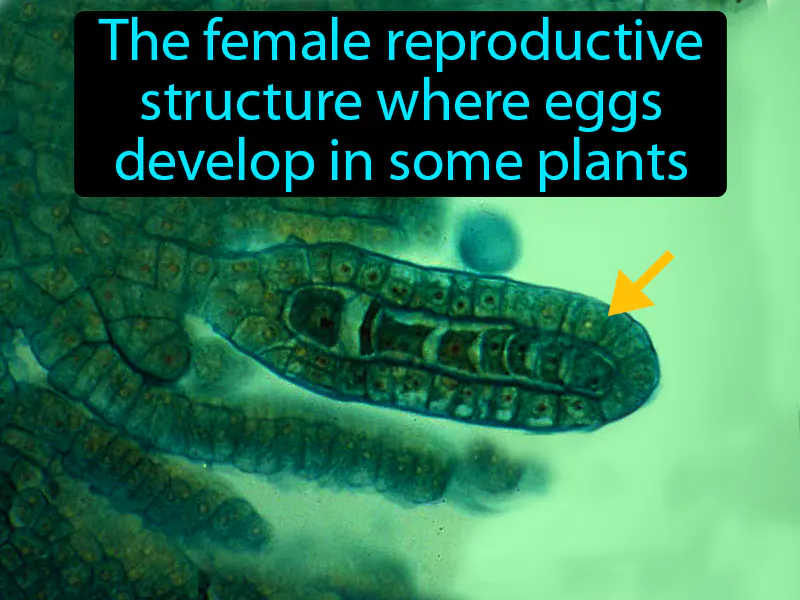 Archegonium Definition Archegonium Definition