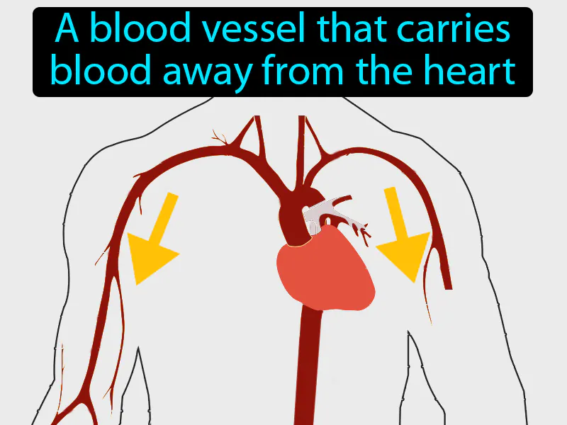 Artery Definition Artery Definition