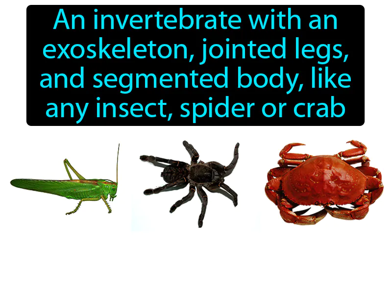 Arthropod Definition Arthropod Definition