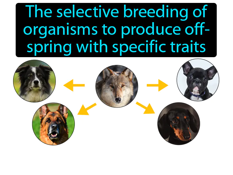 Artificial Selection Definition Artificial Selection Definition