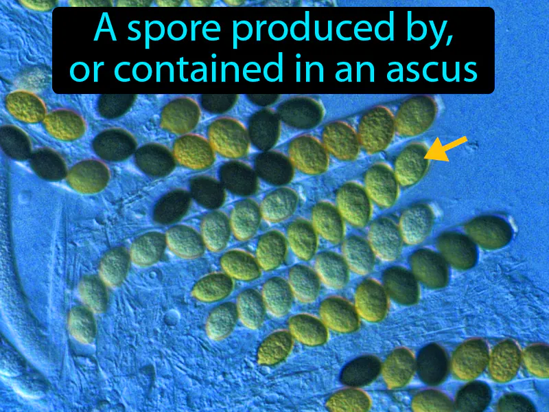 Ascospore Definition Ascospore Definition