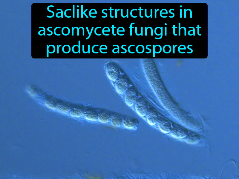 Ascus Definition Ascus Definition