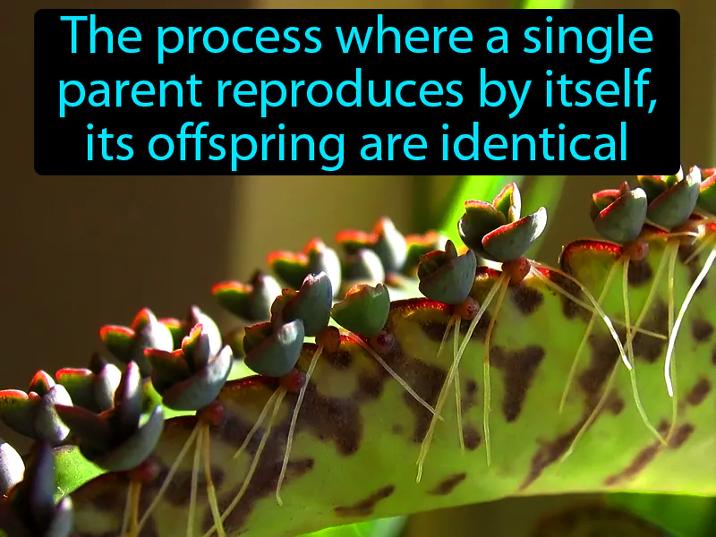 Asexual Reproduction Definition Asexual Reproduction Definition