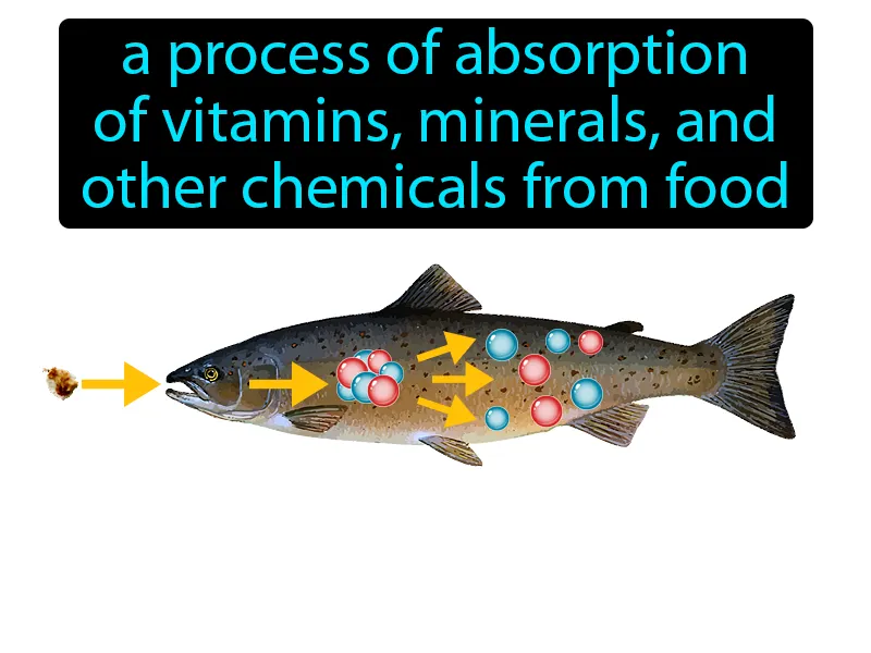 Assimilation Definition Assimilation Definition