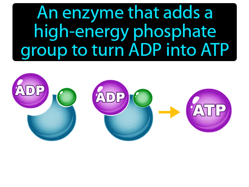 ATP Synthase Definition ATP Synthase Definition