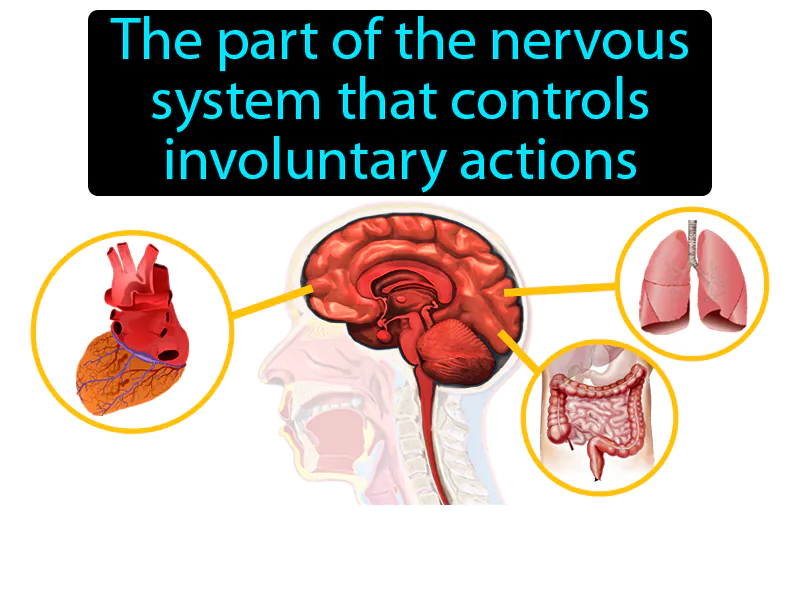 Autonomic Nervous System Definition Autonomic Nervous System Definition