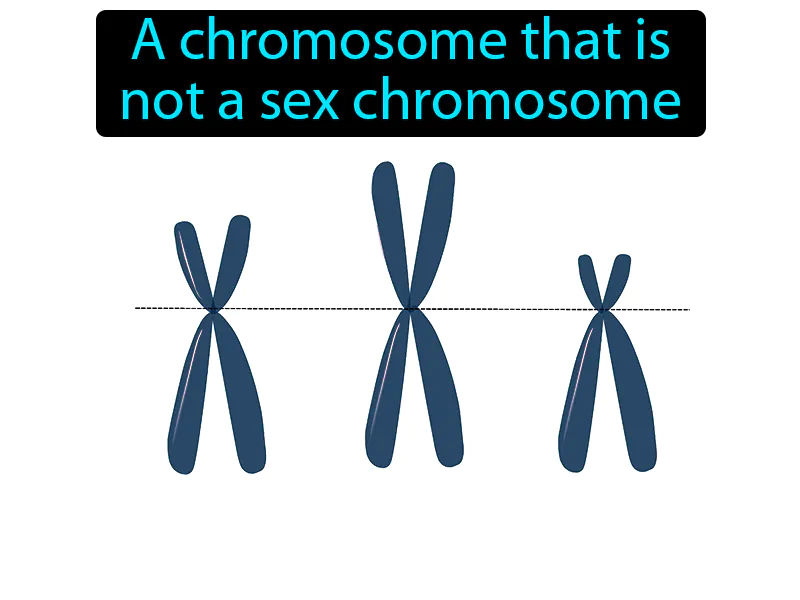 Autosome Definition Autosome Definition