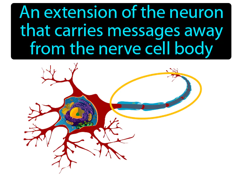 Axon Definition Axon Definition