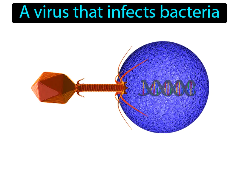 Bacteriophage Definition Bacteriophage Definition