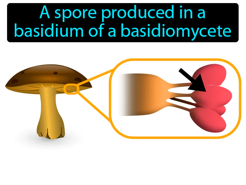Basidiospore Definition Basidiospore Definition