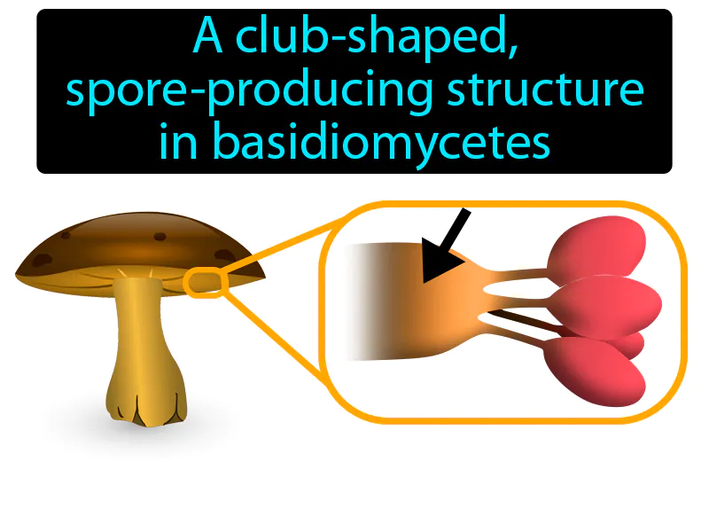 Basidium Definition Basidium Definition