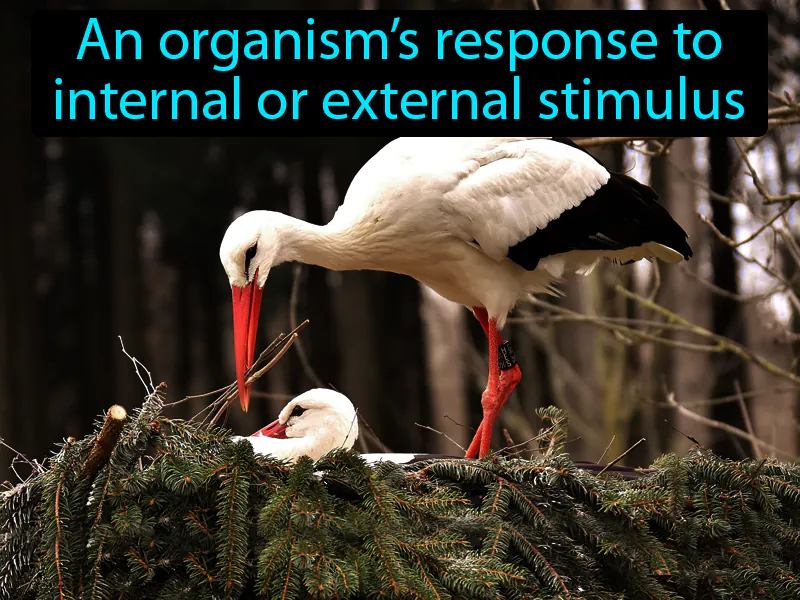 Behavior Definition Behavior Definition