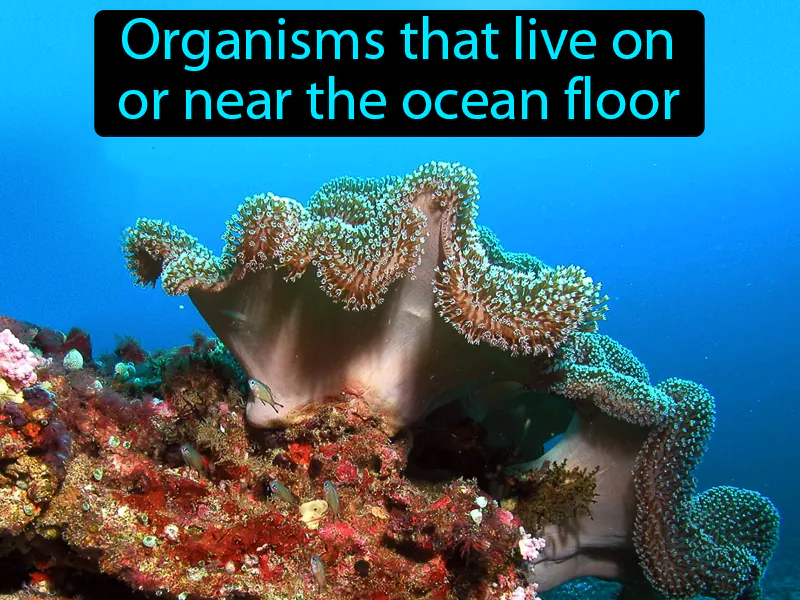 Benthos Definition Benthos Definition