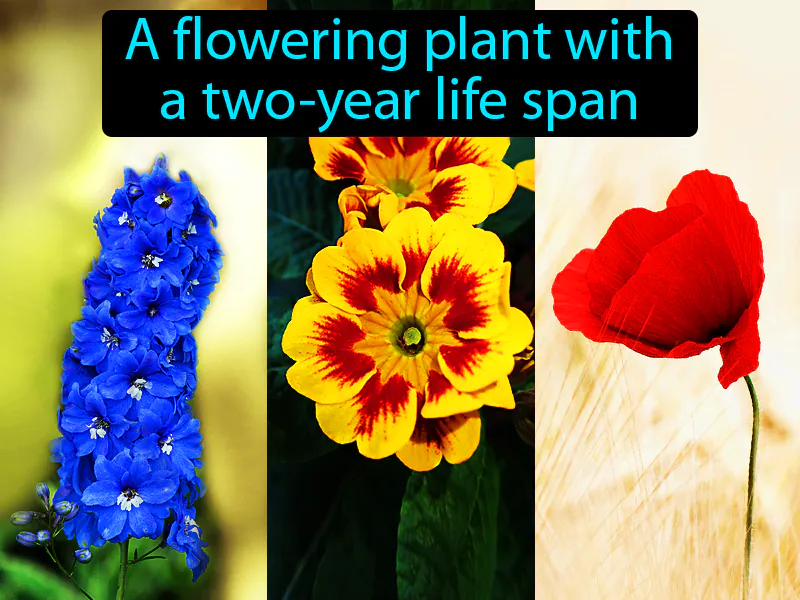 Biennial Definition Biennial Definition