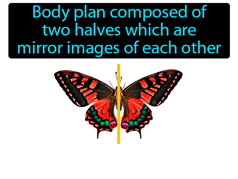 Bilateral Symmetry Definition Bilateral Symmetry Definition