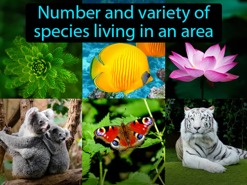 Biodiversity Definition Biodiversity Definition