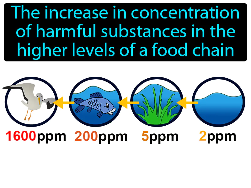 Biological Magnification Definition Biological Magnification Definition
