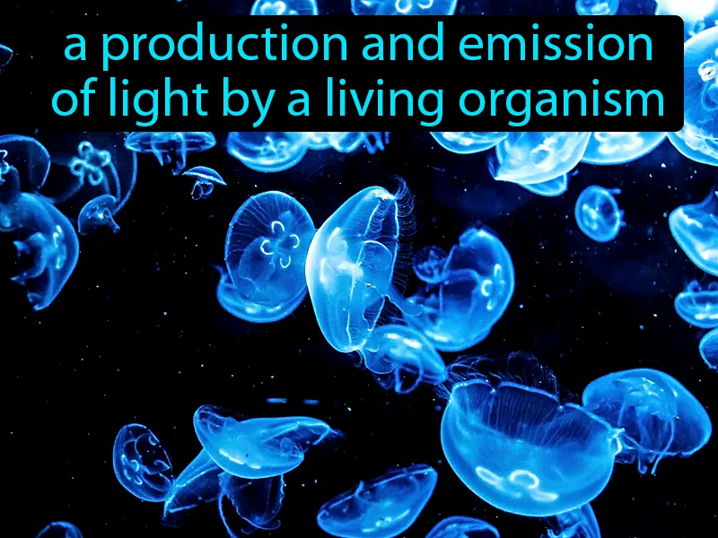 Bioluminescence Definition Bioluminescence Definition