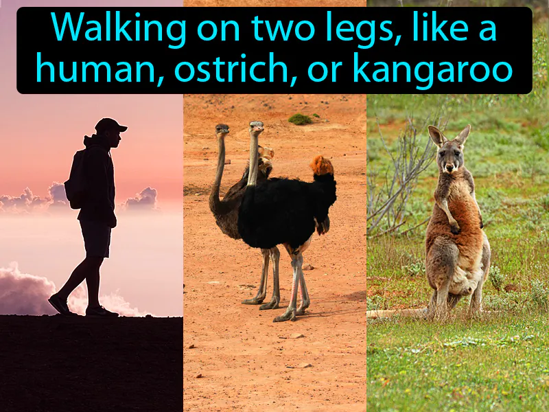 Bipedal Definition Bipedal Definition