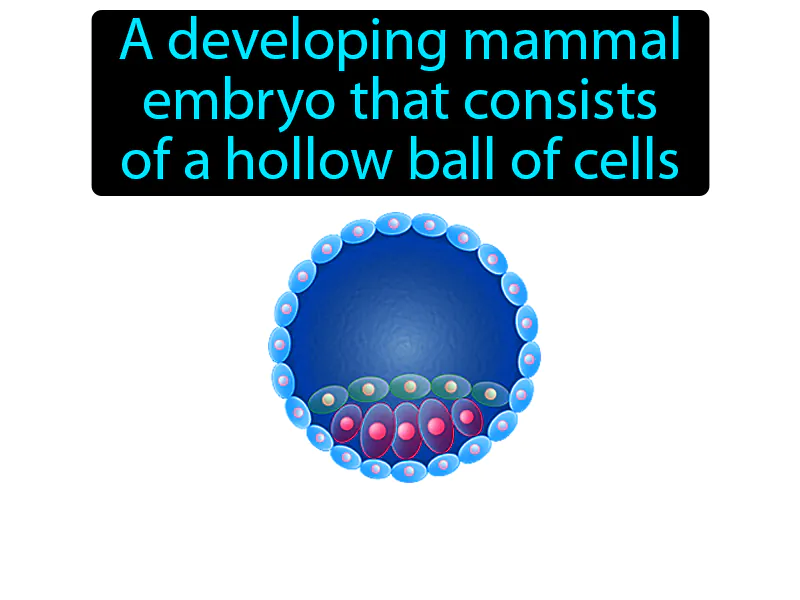 Blastocyst Definition Blastocyst Definition