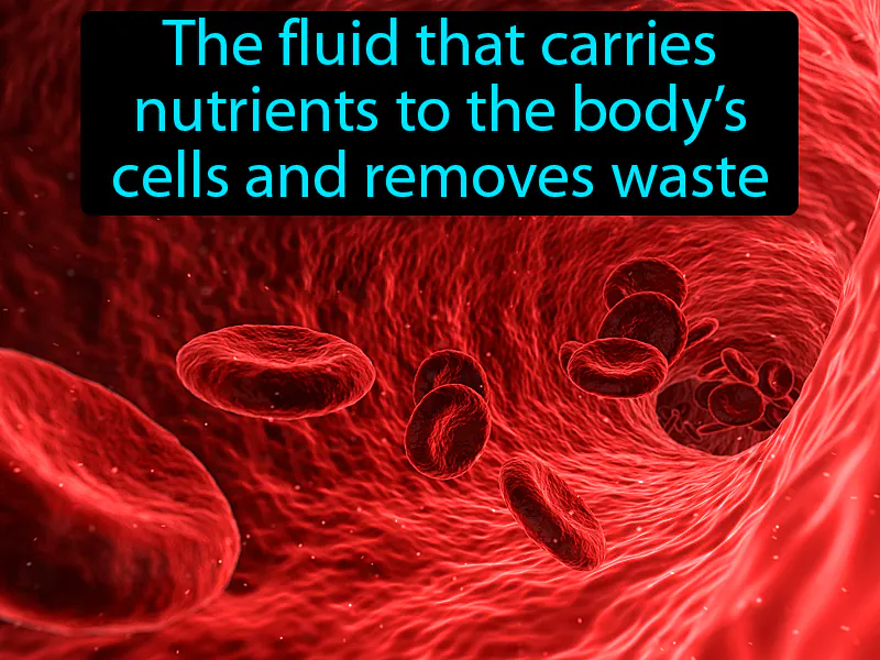 Blood Definition Blood Definition