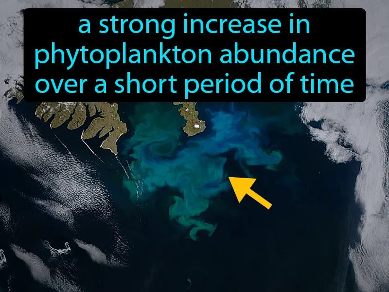 Bloom Definition Bloom Definition