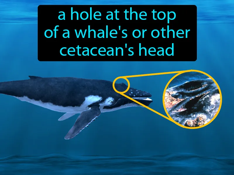 Blowhole Definition Blowhole Definition