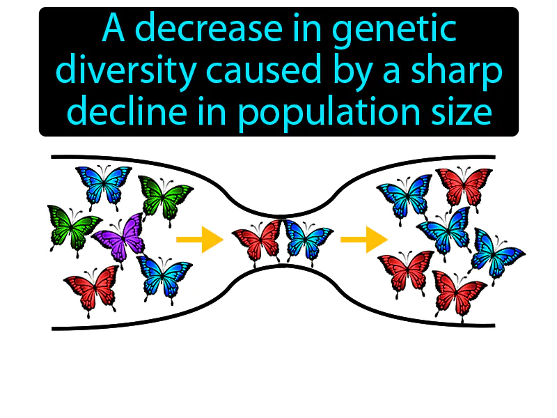 Bottleneck Effect Definition Bottleneck Effect Definition