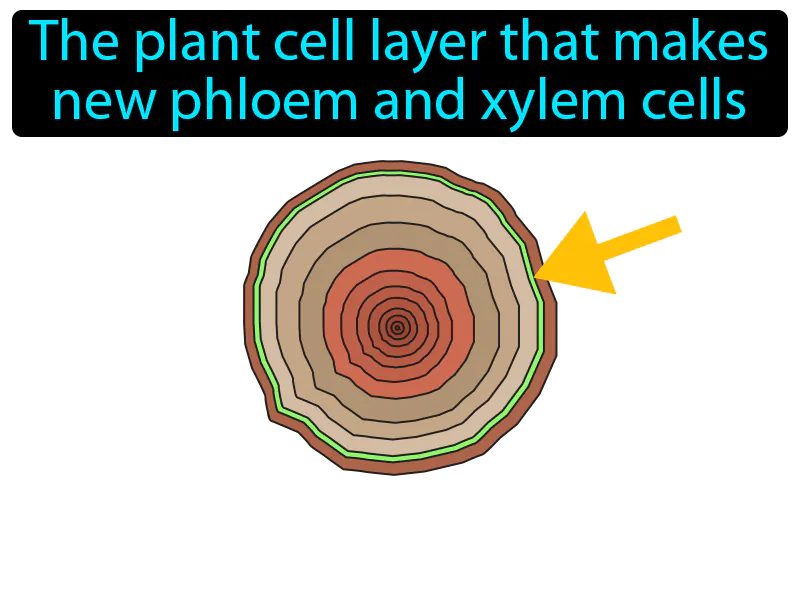 Cambium Definition Cambium Definition
