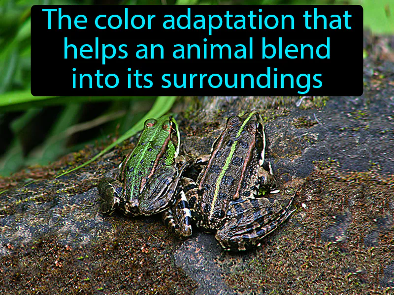 Camouflage Definition Camouflage Definition