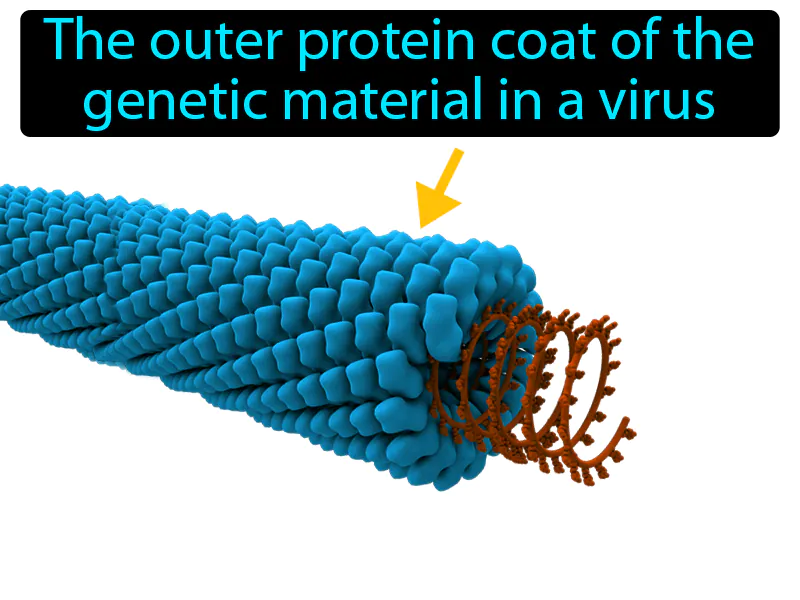 Capsid Definition Capsid Definition