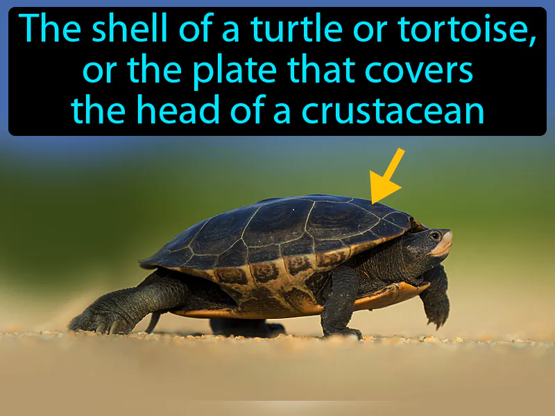 Carapace Definition Carapace Definition