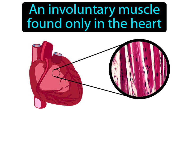 Cardiac Muscle Definition Cardiac Muscle Definition