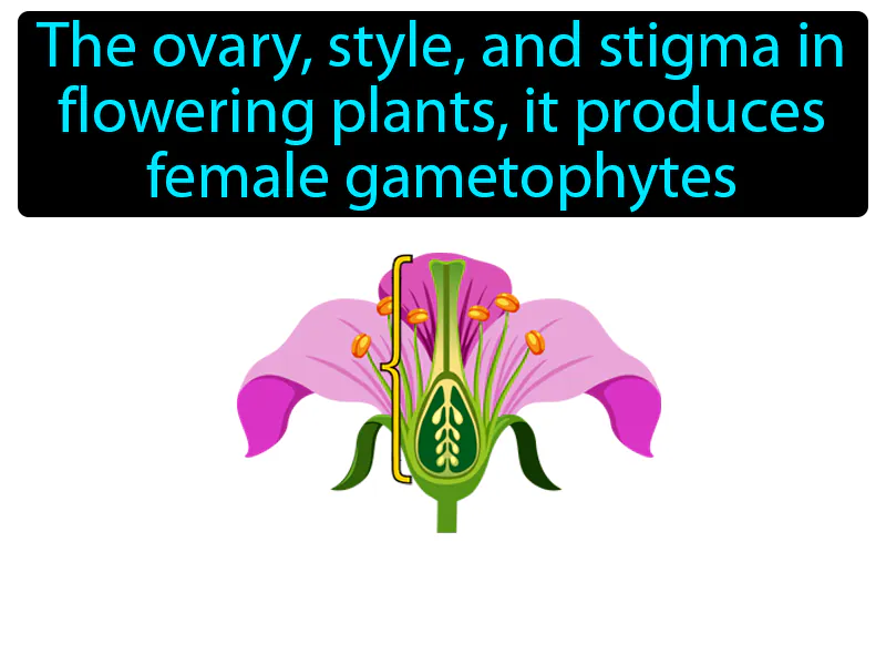 Carpel Definition Carpel Definition